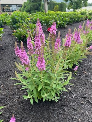 Image showing 1 th Bloomin' Easy Jumbo Pint Birthday Cake Buddleia