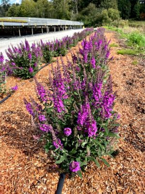 Image showing 2 th Bloomin' Easy Jumbo Pint Birthday Cake Buddleia