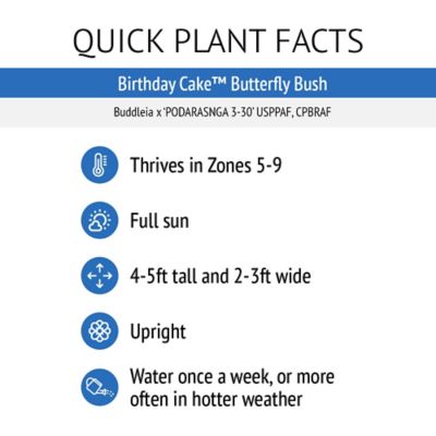Image showing 5 th Bloomin' Easy Jumbo Pint Birthday Cake Buddleia