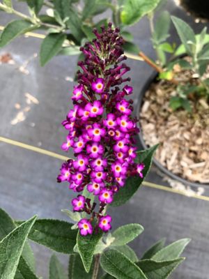 Bloomin' Easy Jumbo Pint Blueberry Pie Buddleia