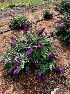 Image showing  Jumbo Pint Blueberry Pie Buddleia
