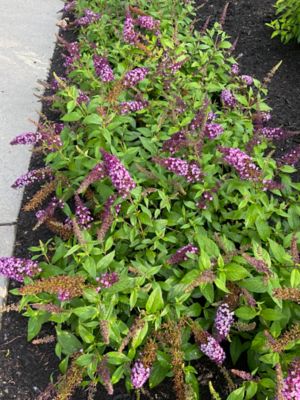 Image showing  Jumbo Pint Blueberry Pie Buddleia
