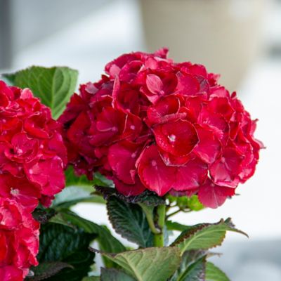 Bloomin' Easy Jumbo Pint Cherry-Go-Round Reblooming Hydrangea