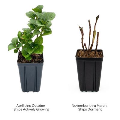 Image showing  Jumbo Pint Potted Cherry-Go-Round Reblooming Hydrangea Plant