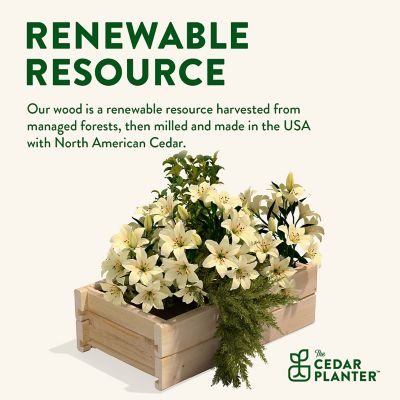 Image showing  Cedar Wood Planter Box