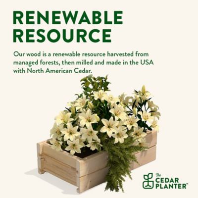 Image showing  Cedar Wood Planter Box, 2-Pack