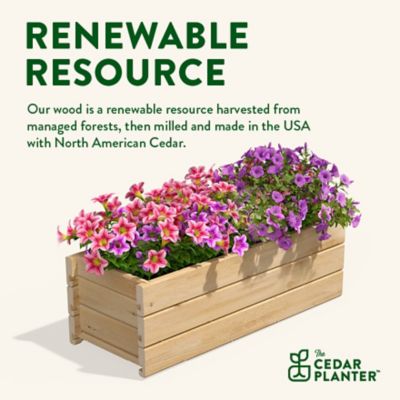 Image showing  Cedar Wood Planter Box