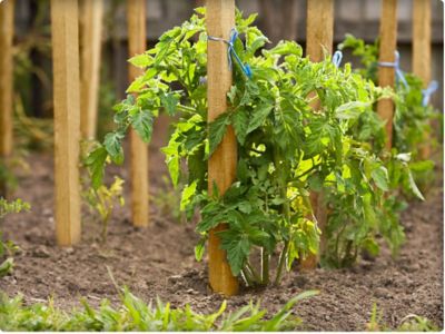 Image showing  Wooden Grade Stakes, 11.5 in. X 1.5 in., 96 Pack