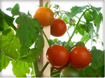 Image showing  Wooden Grade Stakes, 11.5 in. X 1.5 in., 96 Pack