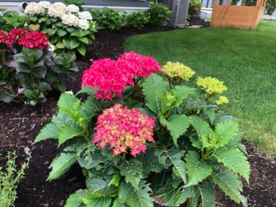 Image showing  Jumbo Potted Pint Frill Ride Reblooming Hydrangea