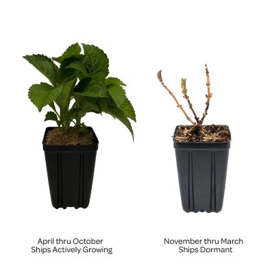 Image showing  Jumbo Potted Pint Frill Ride Reblooming Hydrangea