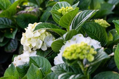 Bloomin' Easy Jumbo Pint Grin and Tonic Reblooming Hydrangea