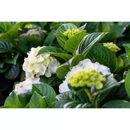 Bloomin' Easy Jumbo Pint Grin and Tonic Potted Reblooming Hydrangea Plant Bushes