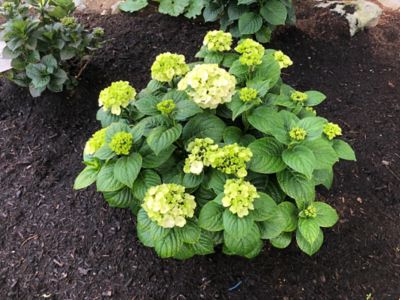 Image showing  Jumbo Pint Potted Grin and Tonic Reblooming Hydrangea Plant