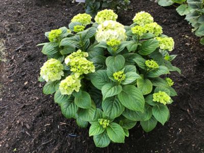 Image showing  Jumbo Pint Potted Grin and Tonic Reblooming Hydrangea Plant