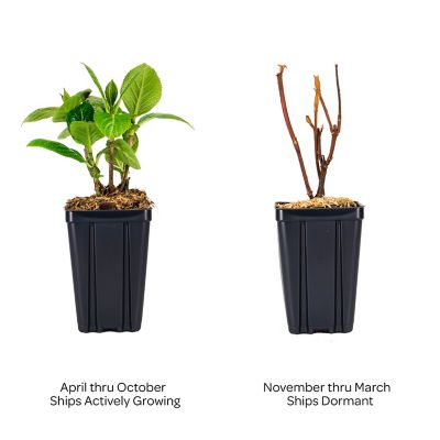 Image showing  Jumbo Pint Potted Grin and Tonic Reblooming Hydrangea Plant