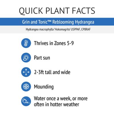 Image showing 5 th Bloomin' Easy Jumbo Pint Potted Grin and Tonic Reblooming Hydrangea Plant