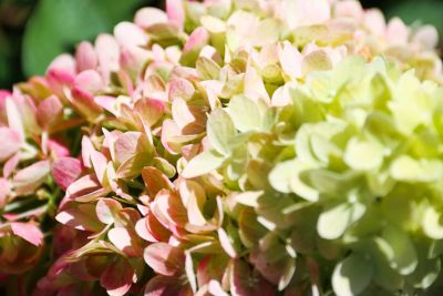 Bloomin' Easy Jumbo Pint Dragon Baby Hardy Hydrangea