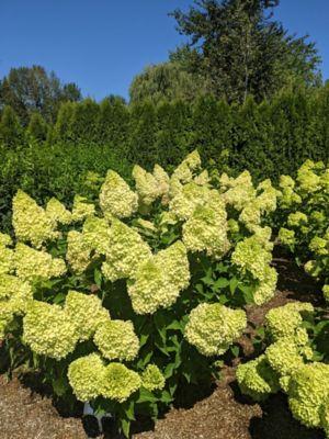 Image showing 2 th Bloomin' Easy Jumbo Potted Pint Dragon Baby Hardy Hydrangea