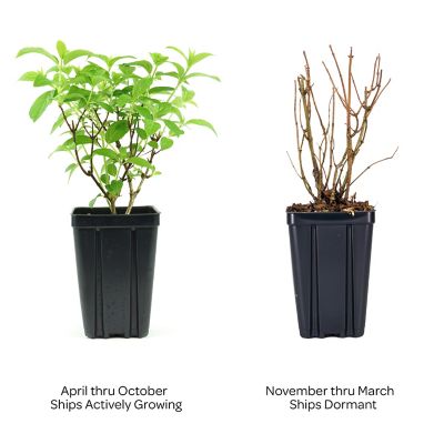 Image showing 3 th Bloomin' Easy Jumbo Potted Pint Dragon Baby Hardy Hydrangea