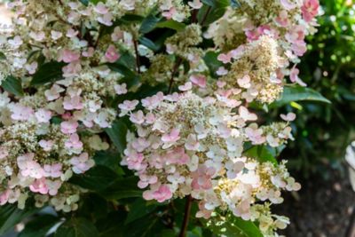 Bloomin' Easy Jumbo Pint Torch Hardy Hydrangea