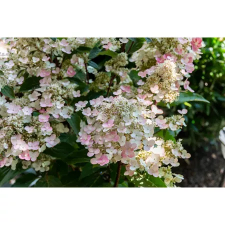 Bloomin' Easy Jumbo Pint Torch Rustic Hydrangea Bushes