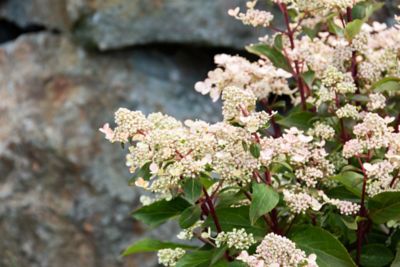 Image showing  Jumbo Pint Torch Hardy Hydrangea