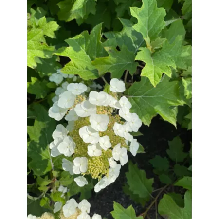 Bloomin' Easy Giant Pint Toy Soldier Oak Leaf Hydrangea Bushes