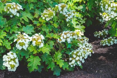 Image showing 1 th Bloomin' Easy Jumbo Pint Toy Soldier Oakleaf Hydrangea