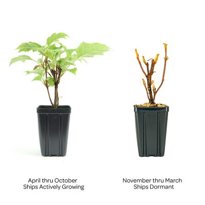 Image showing 3 th Bloomin' Easy Jumbo Pint Toy Soldier Oakleaf Hydrangea