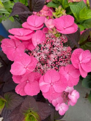 Bloomin' Easy Jumbo Pint Pink Dynamo Mountain Hydrangea