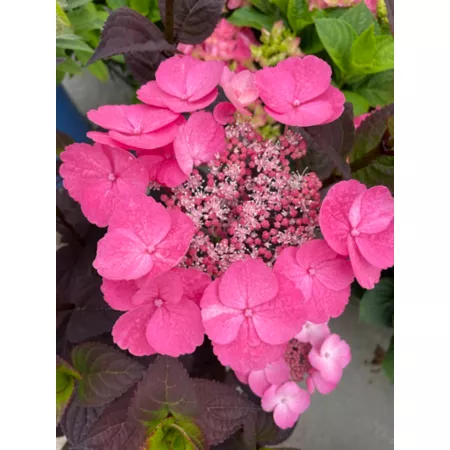 Bloomin' Easy Mountain Hydrangea Dynamo Pink Jumbo Pint Bushes