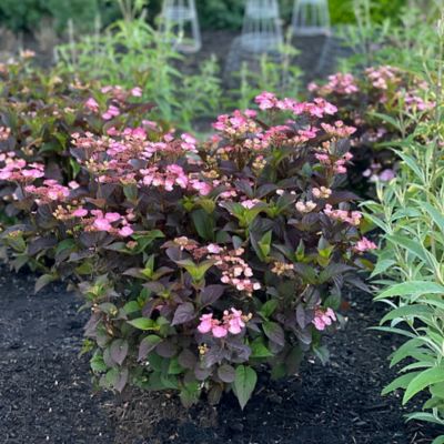 Image showing  Jumbo Pint Pink Dynamo Mountain Hydrangea