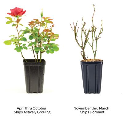 Image showing  Jumbo Pint Cinnamon Hearts Rose