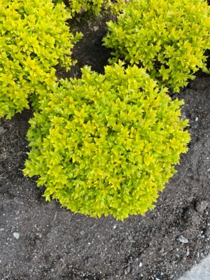 Image showing  Jumbo Pint Pineapple Poprocks Sprirea