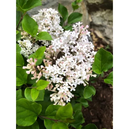 Bloomin' Easy Jumbo Pint Pearl Potion Lilac Bushes