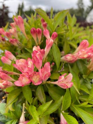 Bloomin' Easy Jumbo Pint Peach Kisses Weigela