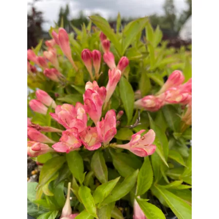 Bloomin' Easy Jumbo Pint Peach Kisses Weigela Bushes