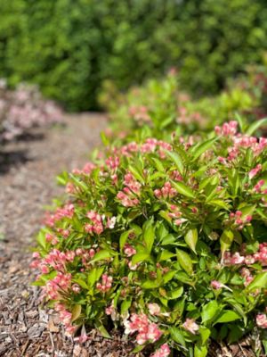Image showing  Jumbo Pint Peach Kisses Weigela
