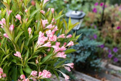 Image showing  Jumbo Pint Peach Kisses Weigela