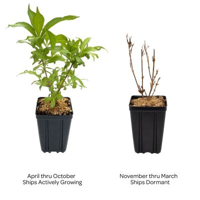 Image showing  Jumbo Pint Peach Kisses Weigela