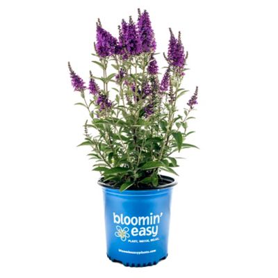 Bloomin' Easy 1 gal. Birthday Cake Buddleia