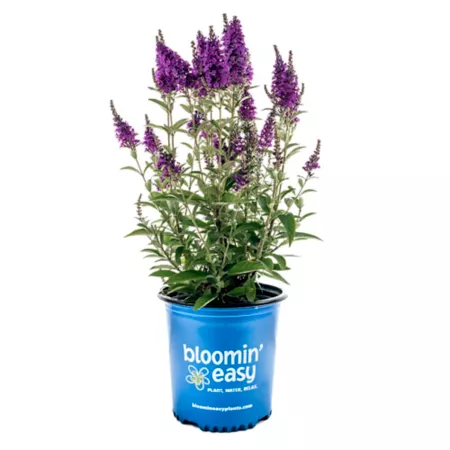 Bloomin' Easy 1 gal Buddleia Birthday Cake Bushes