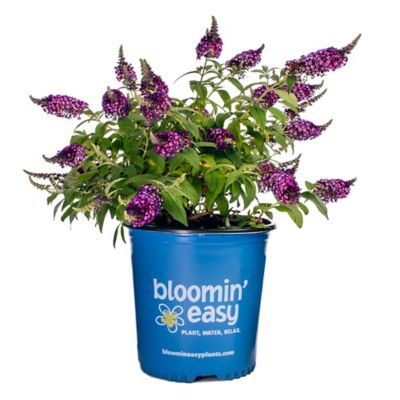 Bloomin' Easy 1 gal. Blueberry Pie Buddleia