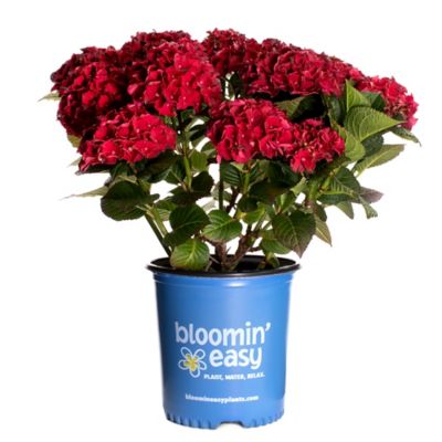 Bloomin' Easy 1 gal. Cherry-Go-Round Reblooming Hydrangea