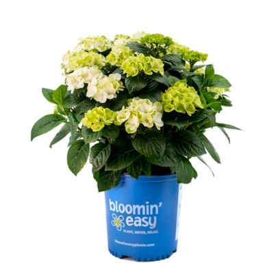 Bloomin' Easy 1 gal. Potted Grin and Tonic Reblooming Hydrangea