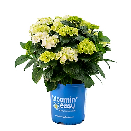 Bloomin' Easy 1 gal. Grin and Tonic Reblooming Hydrangea