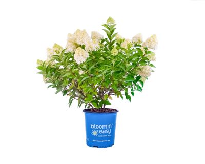 Bloomin' Easy 1 gal. Potted Dragon Baby Hardy Hydrangea