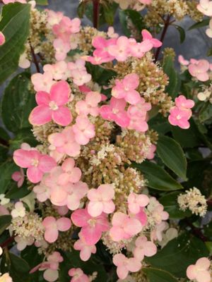 Image showing  1 gal. Torch Hardy Hydrangea
