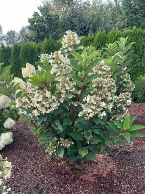 Image showing  1 gal. Torch Hardy Hydrangea